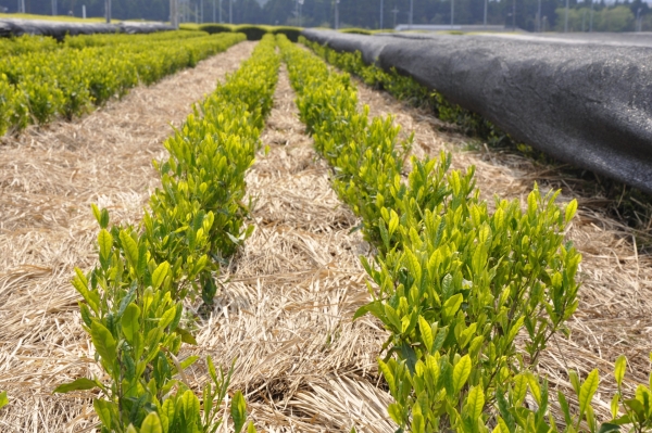 BIO: Keiko Shincha Yume 2024 - Kabuse Sencha, Bio 50 g. Ernte 2024 MHD 05-2026