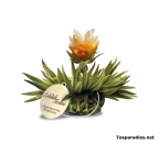 Abloom Tealini "Lemon Pearl"